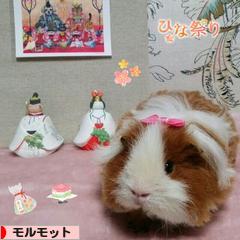 にほんブログ村 小動物ブログ モルモットへ