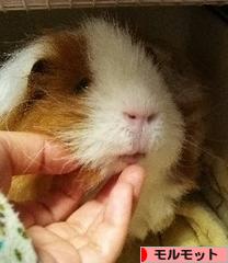 にほんブログ村 小動物ブログ モルモットへ