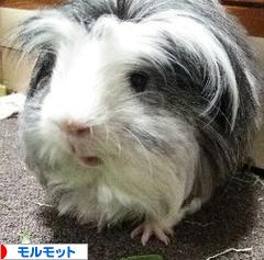 にほんブログ村 小動物ブログ モルモットへ