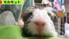 にほんブログ村 小動物ブログ モルモットへ