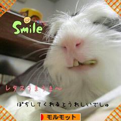 にほんブログ村 小動物ブログ モルモットへ