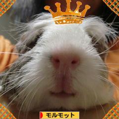 にほんブログ村 小動物ブログ モルモットへ