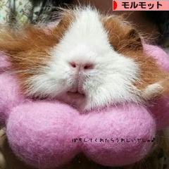 にほんブログ村 小動物ブログ モルモットへ
