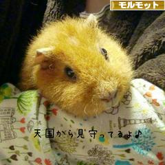 にほんブログ村 小動物ブログ モルモットへ