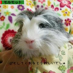 にほんブログ村 小動物ブログ モルモットへ