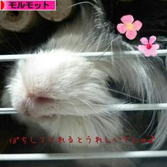 にほんブログ村 小動物ブログ モルモットへ