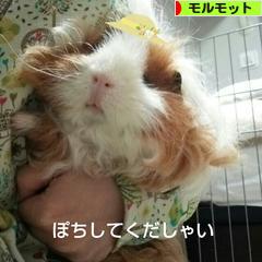 にほんブログ村 小動物ブログ モルモットへ