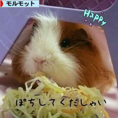 にほんブログ村 小動物ブログ モルモットへ