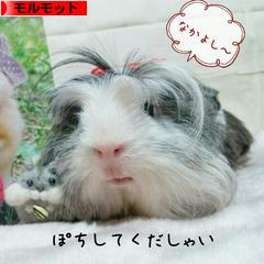 にほんブログ村 小動物ブログ モルモットへ