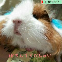 にほんブログ村 小動物ブログ モルモットへ