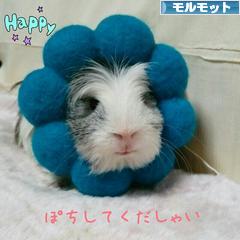 にほんブログ村 小動物ブログ モルモットへ