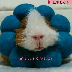 にほんブログ村 小動物ブログ モルモットへ