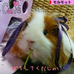 にほんブログ村 小動物ブログ モルモットへ
