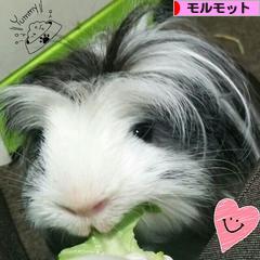 にほんブログ村 小動物ブログ モルモットへ