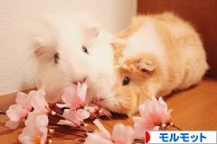 にほんブログ村 小動物ブログ モルモットへ