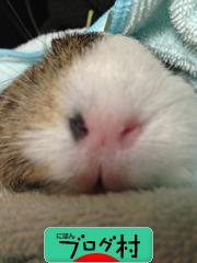 にほんブログ村 小動物ブログ モルモットへ