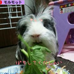 にほんブログ村 小動物ブログ モルモットへ
