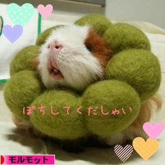 にほんブログ村 小動物ブログ モルモットへ