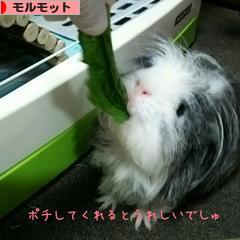 にほんブログ村 小動物ブログ モルモットへ