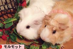 にほんブログ村 小動物ブログ モルモットへ