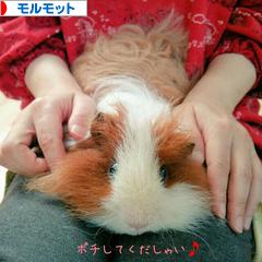 にほんブログ村 小動物ブログ モルモットへ