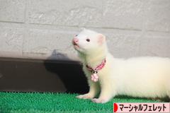 にほんブログ村 小動物ブログ マーシャルフェレットへ