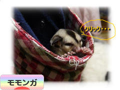 にほんブログ村 小動物ブログ モモンガへ