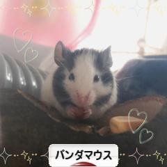 にほんブログ村 小動物ブログ パンダマウスへ