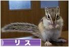 にほんブログ村 小動物ブログ リスへ