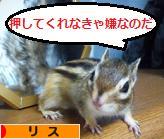にほんブログ村 小動物ブログ リスへ