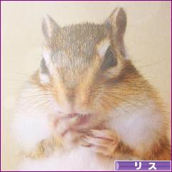 にほんブログ村 小動物ブログ リスへ