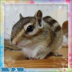 にほんブログ村 小動物ブログ リスへ