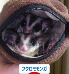 にほんブログ村 小動物ブログ フクロモモンガへ
