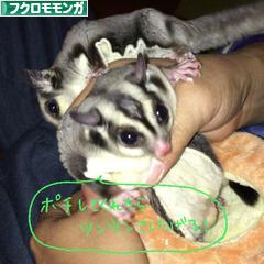 にほんブログ村 小動物ブログ フクロモモンガへ