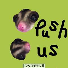 にほんブログ村 小動物ブログ フクロモモンガへ
