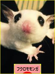 にほんブログ村 小動物ブログ フクロモモンガへ