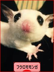 にほんブログ村 小動物ブログ フクロモモンガへ