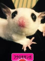 にほんブログ村 小動物ブログ フクロモモンガへ
