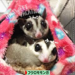 にほんブログ村 小動物ブログ フクロモモンガへ