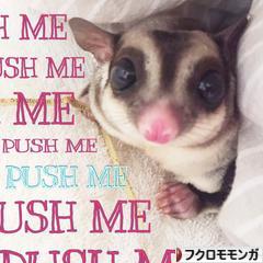にほんブログ村 小動物ブログ フクロモモンガへ