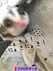 にほんブログ村 小動物ブログ フクロモモンガへ