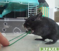 にほんブログ村 小動物ブログ スナネズミへ