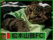 にほんブログ村 サッカーブログ 松本山雅FCへ