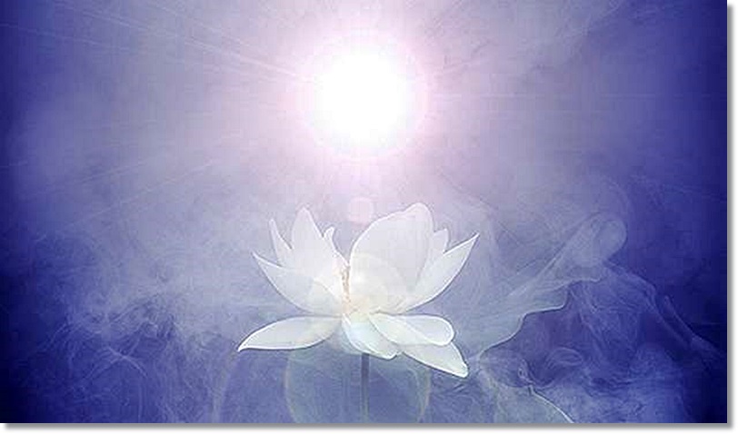 white-lotus-light