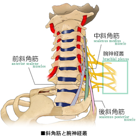 斜角筋の経路と腕神経叢