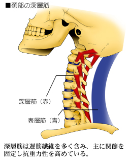 頚椎の運動を制御する深層筋