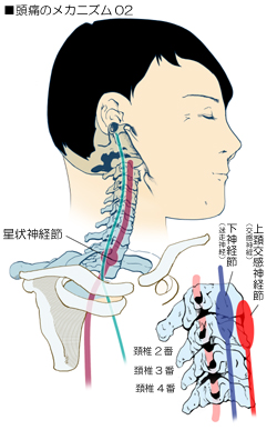 頭痛に関係する頚部の自律神経