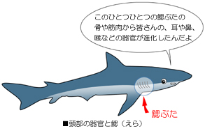 鰓弓器官の形成について