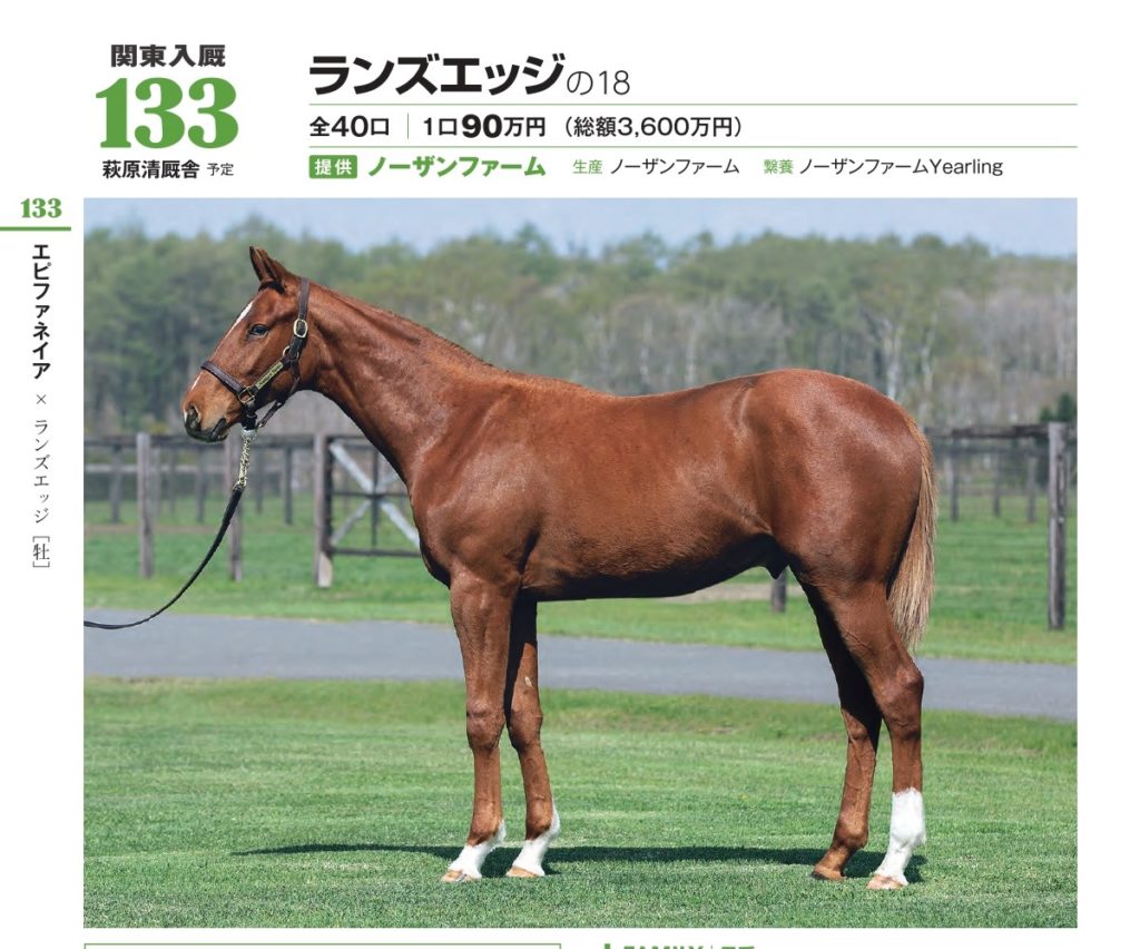 この馬体はアカン サンデーサラブレッドクラブ19年募集馬 相馬の梁山泊 トンボの眼鏡のブログ