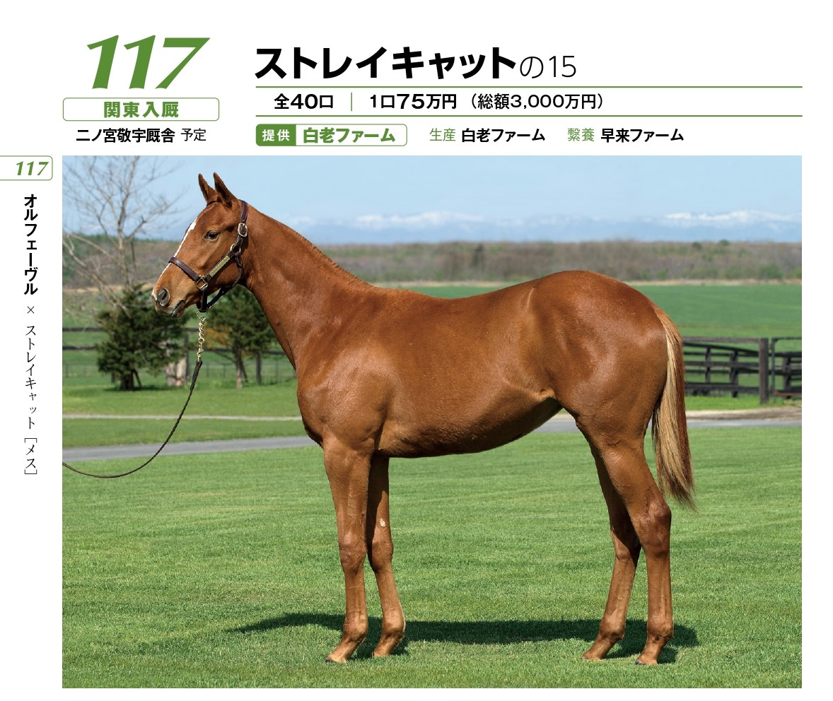 オルフェーヴル産駒は 結局どれが一番いいのか G1 サンデー19募集馬 相馬の梁山泊 トンボの眼鏡のブログ